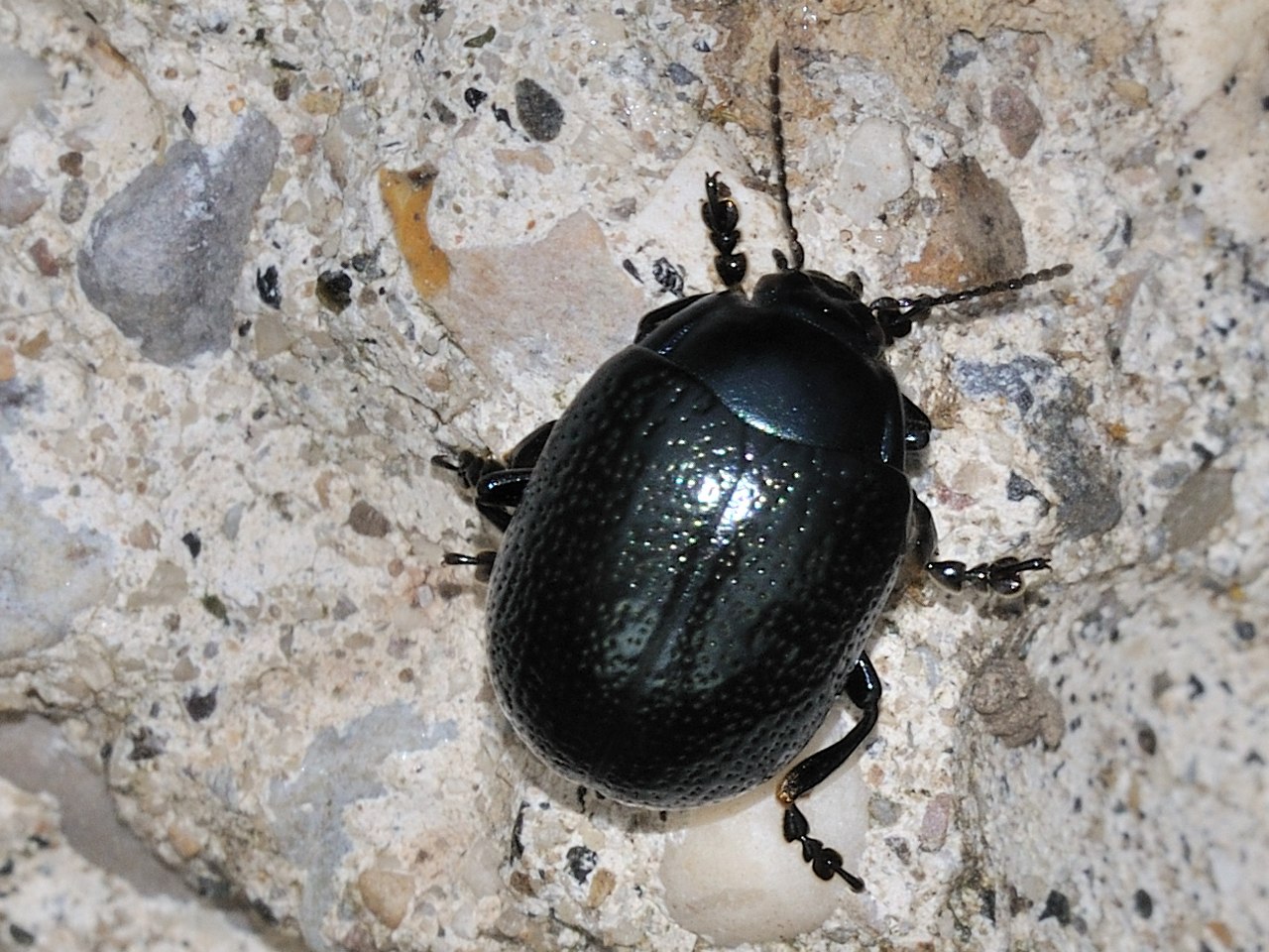 Quale Chrysomelidae ? C. oricalcia